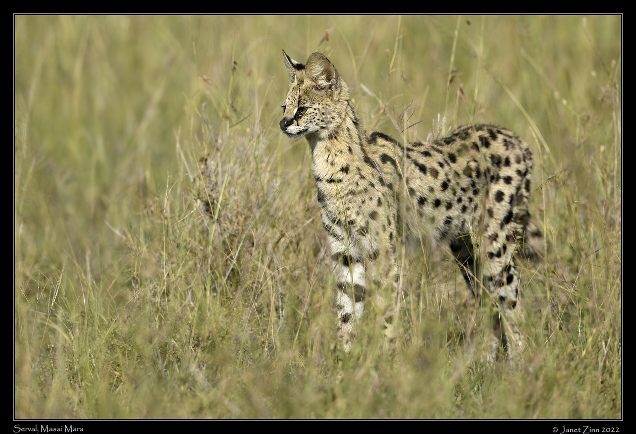 serval_JZ9_3536a[1]